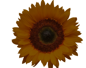 Brown Sunflower - a digital scrapbooking flower embellishment by Marisa Lerin