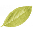 Oh Lucky Day - Light Green Leaf