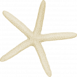 At The Beach - White Starfish