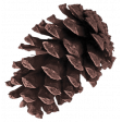 Christmas In July - CB - Pine Cone Element