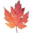 Fall Leaf 2