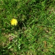 Real Textures 074 - Grass With Dandelion