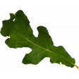 Autumn Pieces - Leaf 02