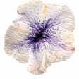 Pressed Pansie 03