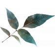 Summer Field Leaves