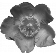 Flower Templates 02 Kit: flower02 (grayscale)