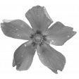 Flower Templates 02 Kit: flower03 (grayscale)