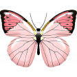 Truth Pink Butterfly