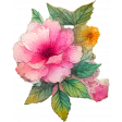 Watercolor Pink Flowers