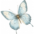 Blue Butterfly