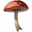 Mushroom 1