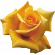 Yellow Rose 02