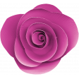 Hot Pink Rose Flower