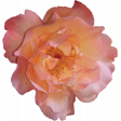Pink Rose Photo