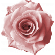 Rebel Rose Pink Rose