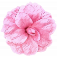 Camellia Flower Pink