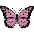 Pink Butterfly Illustration Endures