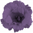 Teddy Bear Picnic - Purple Flower