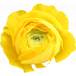Flower - Yellow 2 Buttercup