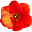 Flower - Red 4 Tulip