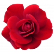 Flower - Red 6 Rose