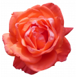 Flower - Red 7 Rose