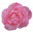 Flower - Pink 2 Rose