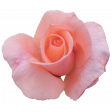 Flower - Pink 3 Rose