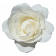 Flower - White 2 Rose