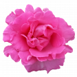 Flower - Pink 6 Rose