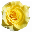 Flower - Yellow 8 Rose
