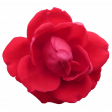 Flower - Red 8 Rose