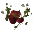 Livia's Pressed Flowers