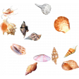 Seashell Scatter