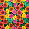 Brightly Colored Flowers Paper