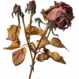 Shabby Vintage #14 Dried Rose 01
