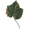 CC#12 - Ephemera - Leaf 01