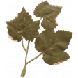 CC#12 - Ephemera - Leaf 02