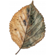 Curiosity Cabinets #3 - Mini Kit - Dried Leaf 01