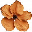 Curiosity Cabinets #3 - Mini Kit - Dried Flower 03