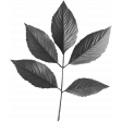 Leaf Template 1