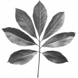 Leaf Template 16