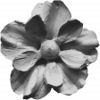 Flower Template 3C