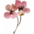 Collected Curiosities #14 Dried Flower 02