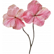 Collected Curiosities #14 Dried Flower 04