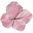 Collected Curiosities #14 Dried Flower 05