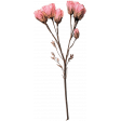Collected Curiosities #14 Dried Flower 06