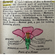 Dictionary Clip Art - Flower