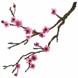 Flowering Cherry Blossom Branch