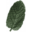 Panditas Leaf 3